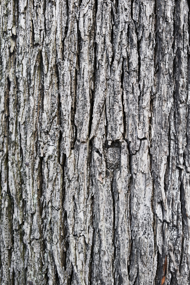 Texture of a tree bark