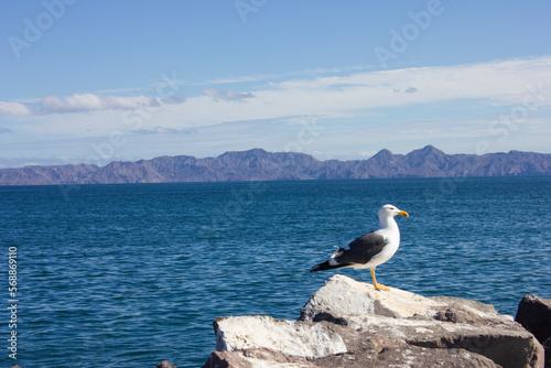 Seagull standing in a rock with the ocean behind