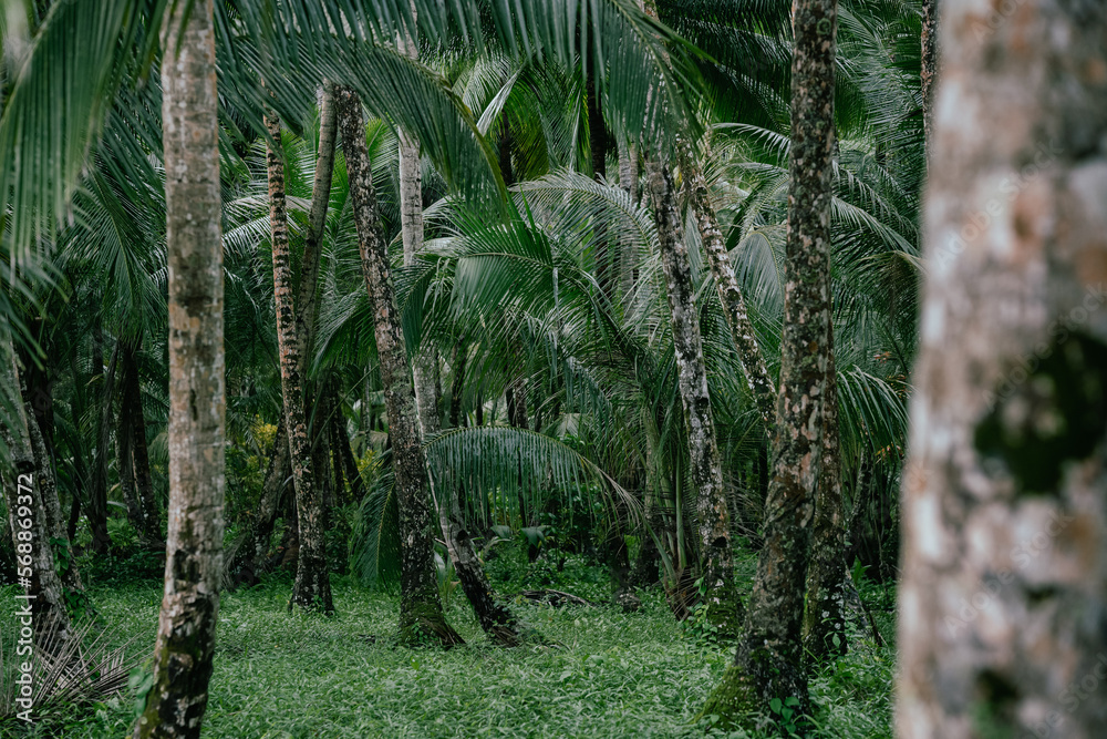 Lush Paradise: A Green Jungle on a Remote Island Overflowing with Life Lush Paradise: A Green Jungle on a Remote Island Overflowing with Life