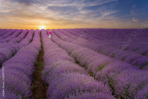 Lavender field at sunset © GHart