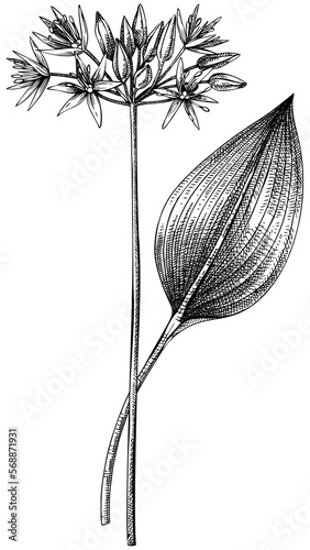 Spring flower composition. Hand-drawn botanical design with wildflowers. Wild garlic drawings. Floral illustration on white background