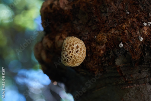 Patagonian fungus Cyttaria harioti also called Pan de Indio or Llao Llao