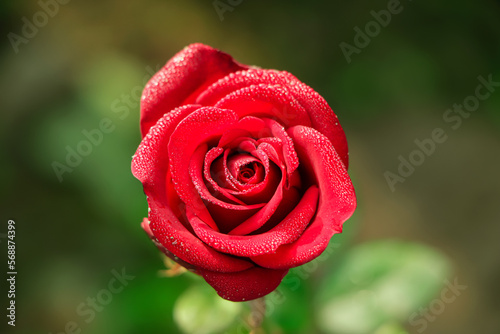 Selective focus on single blooming red rose in asia