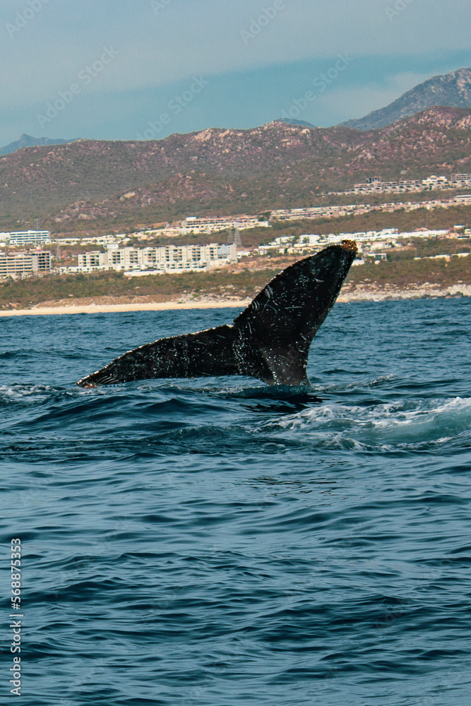 Fototapeta premium Whale tail sticking out of the ocean