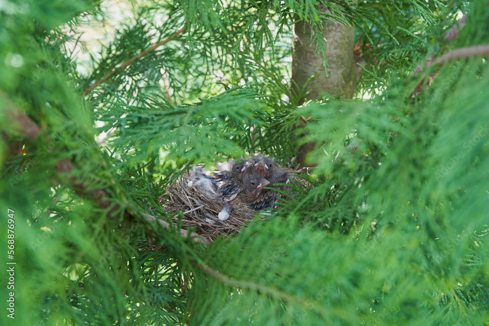 Obraz premium newborn birds in the nest,baby birds in nest,chicks in a nest on a tree with green fir branches
