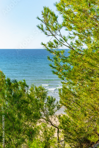 Fototapeta Naklejka Na Ścianę i Meble -  Look at beautiful seascape for pines trees