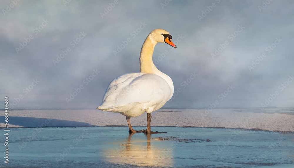 Swan standing on ice winter pond with misty fog. Wildlife animal portrait Swan standing on ice winter pond with misty fog. Wildlife animal portrait