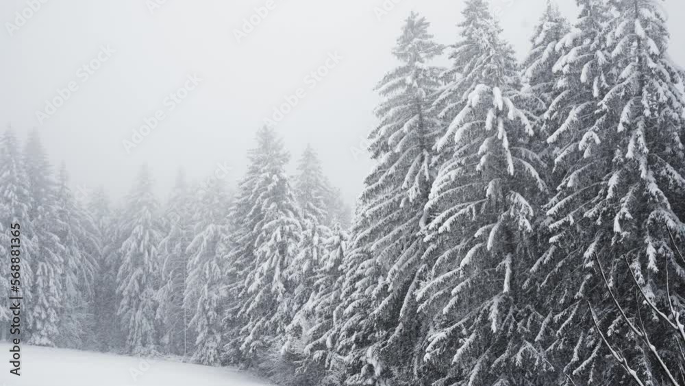 Waldrand im Nebel bei Schnee Waldrand im Nebel bei Schnee