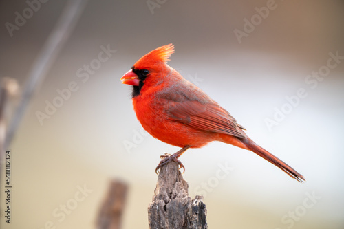 A male Northern Cardinal (Cardinalis cardinalis) perching on a tree with light background. © Nattapong