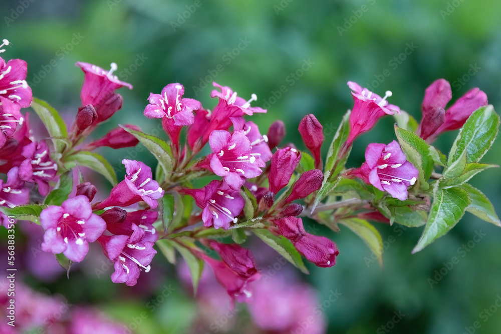 Weigela florida Bunge pink flower in the garden design macro shot. Weigela florida Bunge pink flower in the garden design macro shot.
