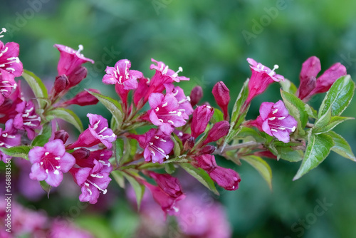 Wallpaper Mural Weigela florida Bunge pink flower in the garden design macro shot. Torontodigital.ca