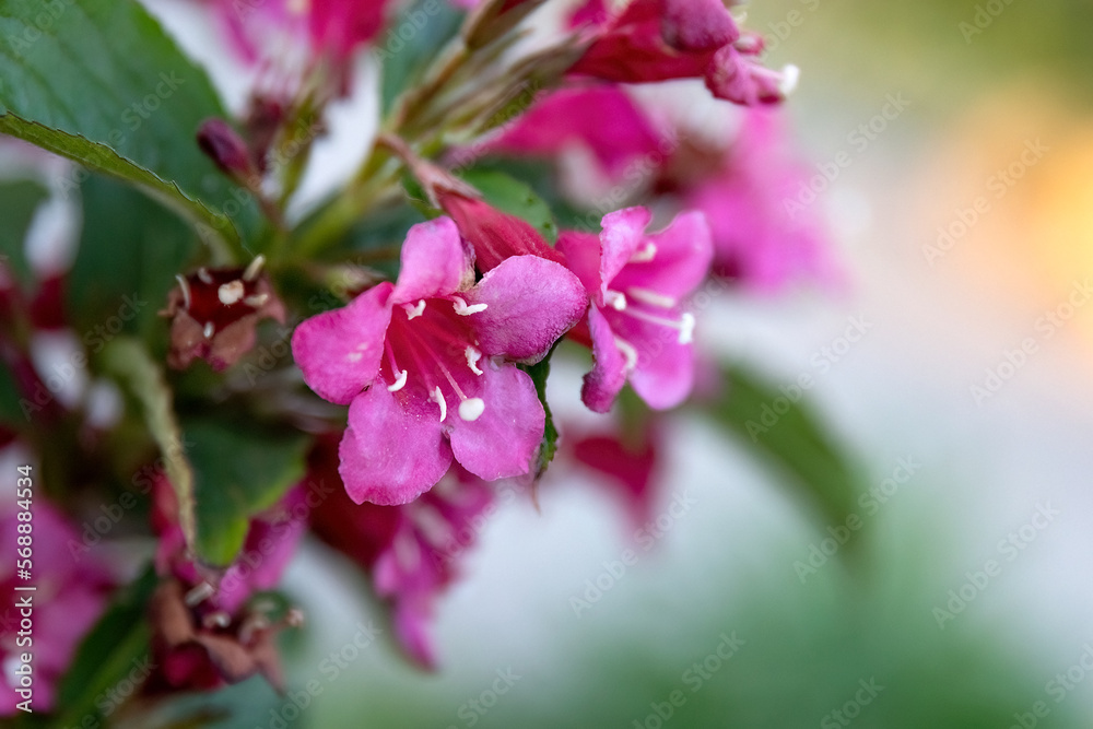 Weigela florida Bunge pink flower in the garden design macro shot. Weigela florida Bunge pink flower in the garden design macro shot.