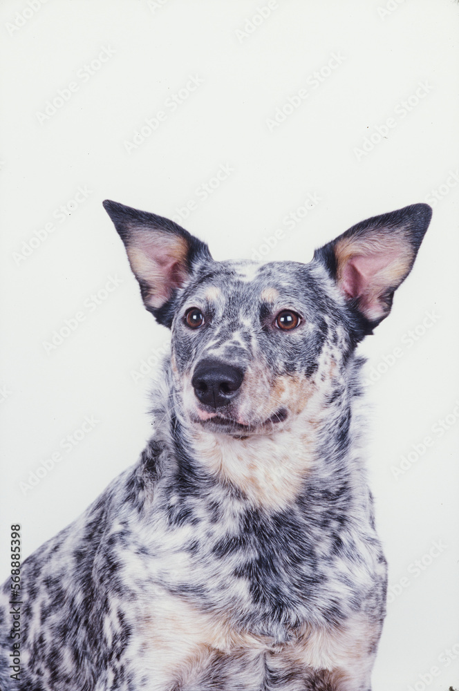 Australian Cattle Dog in front of white background