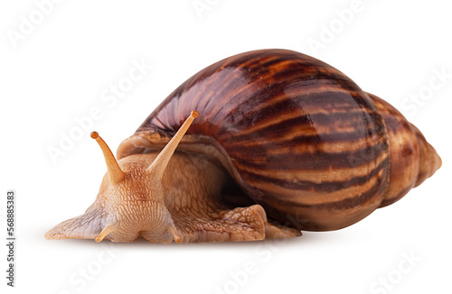 African snail Achatina photo