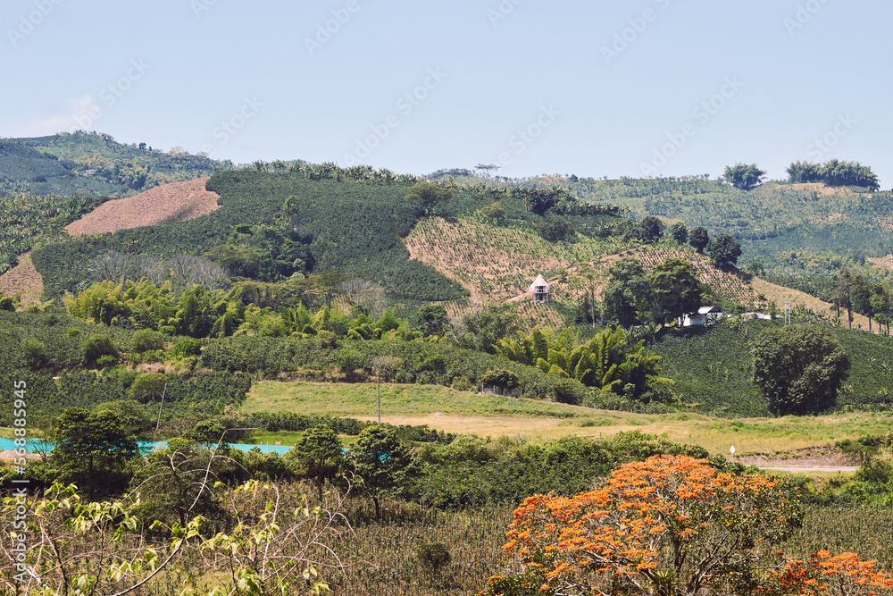 Colombian coffee zone, slopes of the central mountain range in Chinchiná, Clasdas.