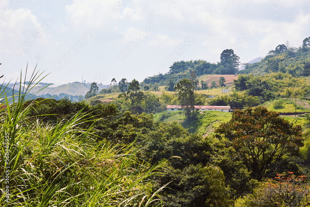Obraz premium Farm in the Colombian coffee region, surrounded by beautiful forest areas planted with native trees of the region