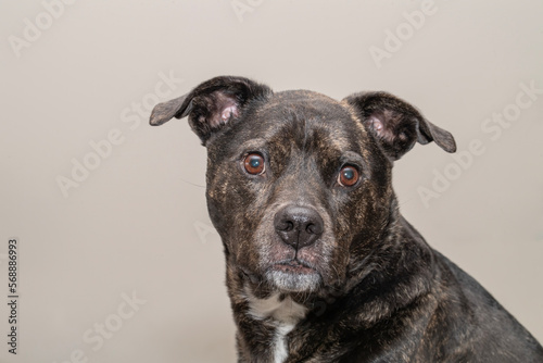 Closeup of the face of a pitbull terrior mix rescue dog