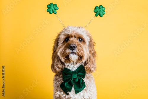 St Patrick's Day Dog
