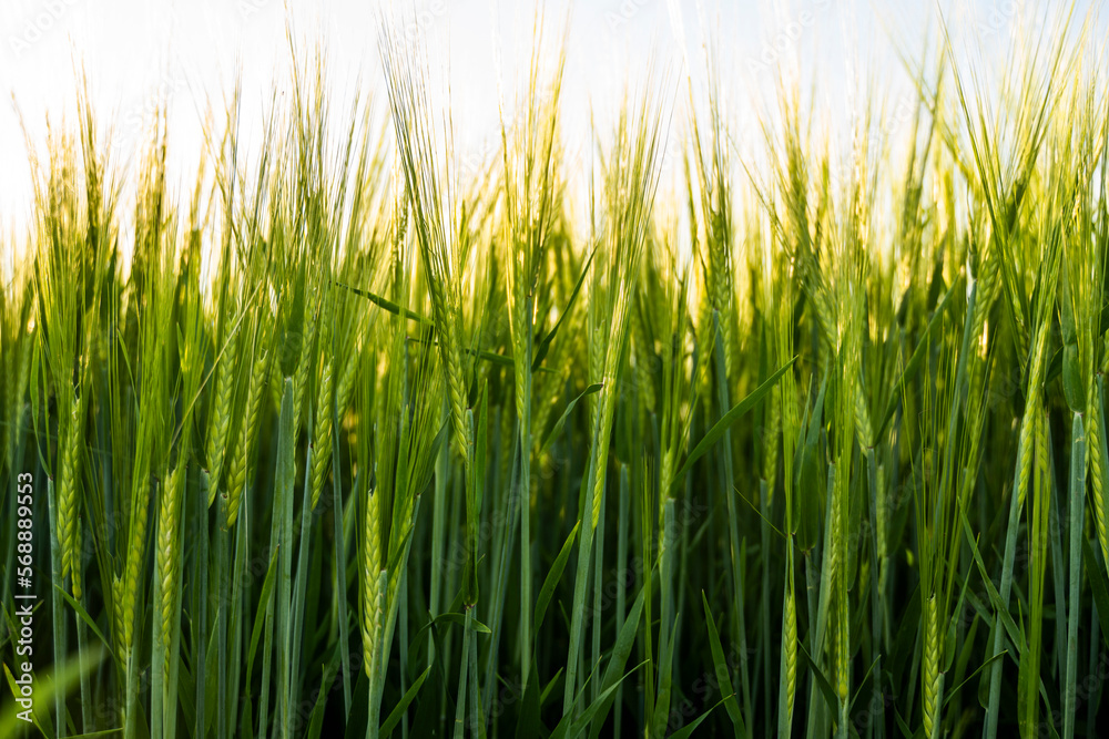 Fototapeta premium Green barley field in a sunny day. Green field meadow with growing young barley sprouts against blue sky.
