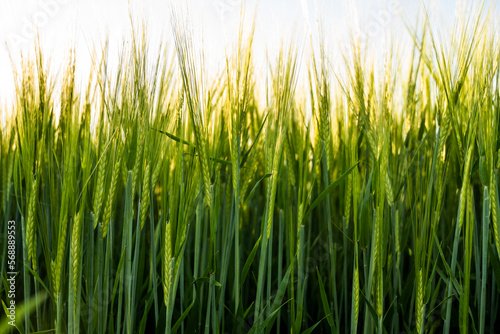 Green barley field in a sunny day. Green field meadow with growing young barley sprouts against blue sky.