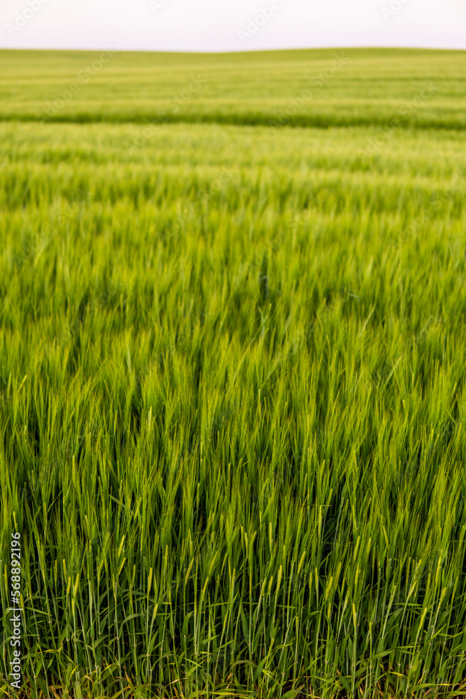 Barley growing in agricultural field in spring. Unripe cereals.