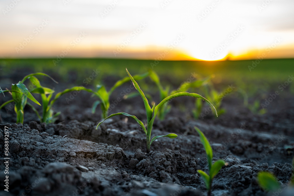 Rows of young corn sprouts growing in a soil on agricultural field. Rows of young corn sprouts growing in a soil on agricultural field.