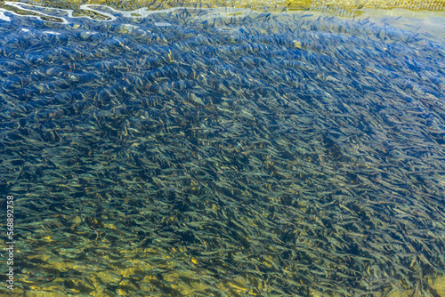 Immature trout in fish hatchery pond