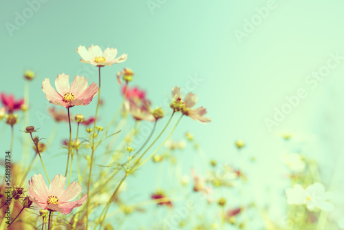 Beautiful Pink Flower on Clean Blue Sky Background