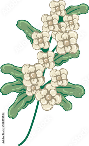 white crataegus or hawthorne flower flat illustration photo