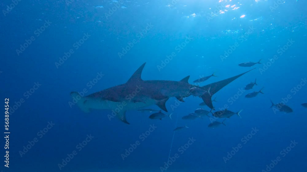 4k video of a Great Hammerhead (Sphyrna mokarran) in Bimini, Bahamas 4k video of a Great Hammerhead (Sphyrna mokarran) in Bimini, Bahamas