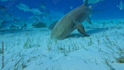 4k video of a Nurse Shark (Ginglymostoma cirratum) in Bimini, Bahamas photo