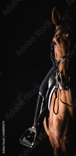 Dressage Horse on Dark Background © peterzayda