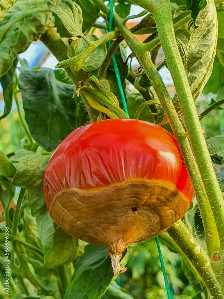 Tomato fruit affected by blossom end rot. This physiological disorder in tomato, caused by