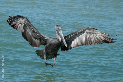 Brown Pelican landing © Carl