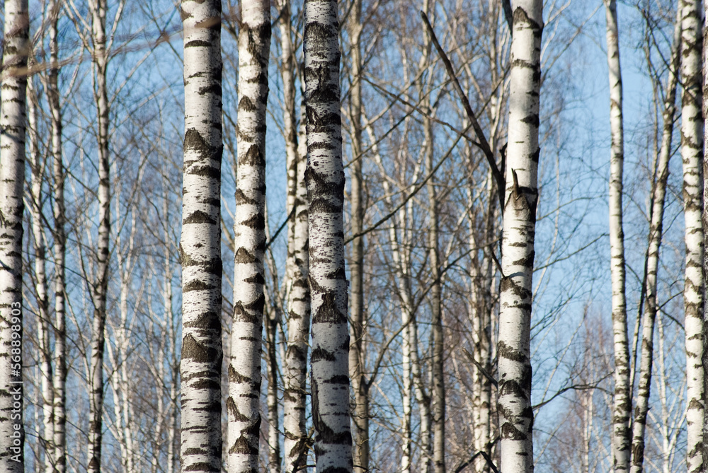forest background, in the photo trees in the forest against the blue sky forest background, in the photo trees in the forest against the blue sky