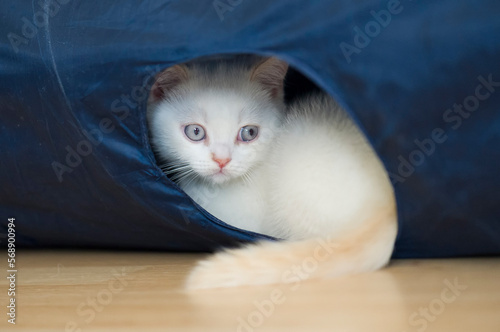 Britisch Kurzhaar Colorpoint Kitten schaut aus einem Spieltunnel