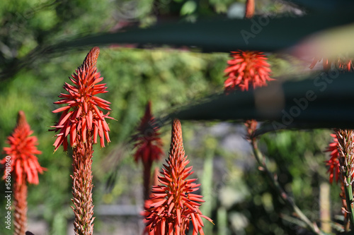 Aloe plant in bloom © Flavijus Piliponis
