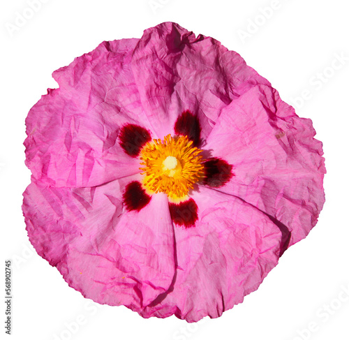 Fleur de Ciste pourpre	