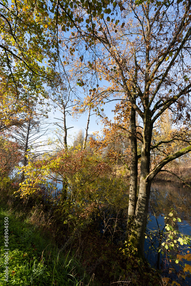 Naturschutzgebiet Altmain bei Grafenrheinfeld, Landkreis Schweinfurt, Unterfranken, Franken, Bayern, Deutschland