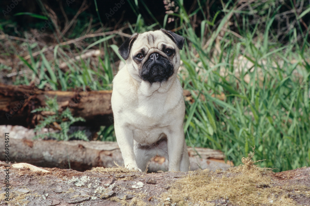 Pug standing on tree trunk outside near tall grass