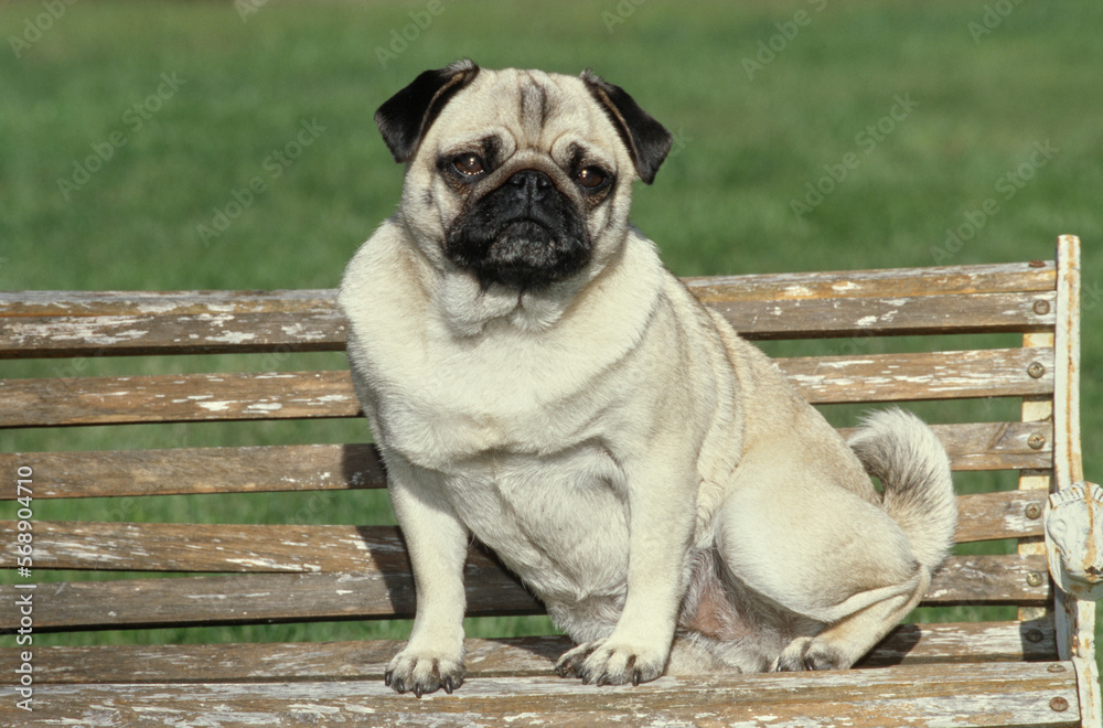 Pug sitting outside on small wooden bench in yard