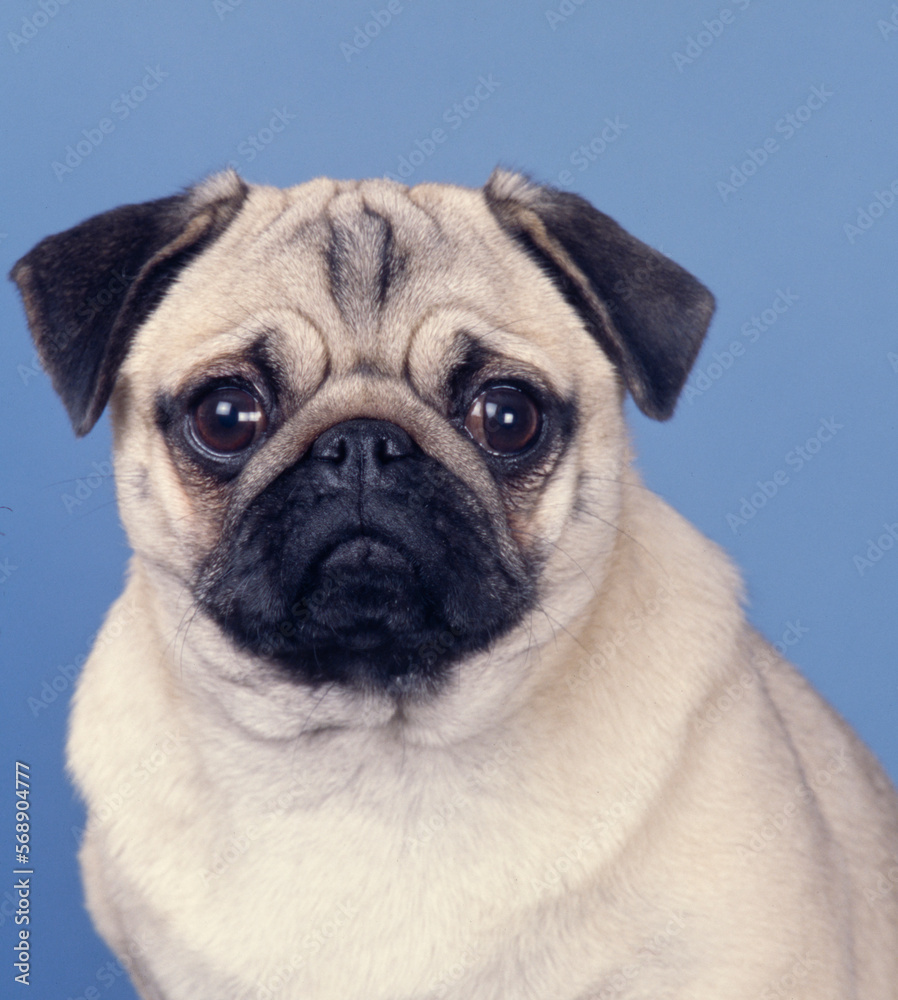 Cute Pug face on blue background