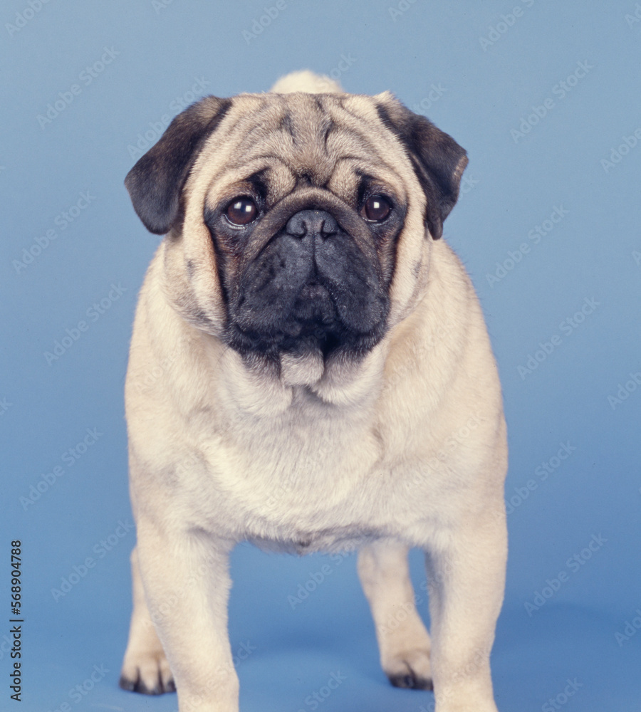 Pug standing on blue background