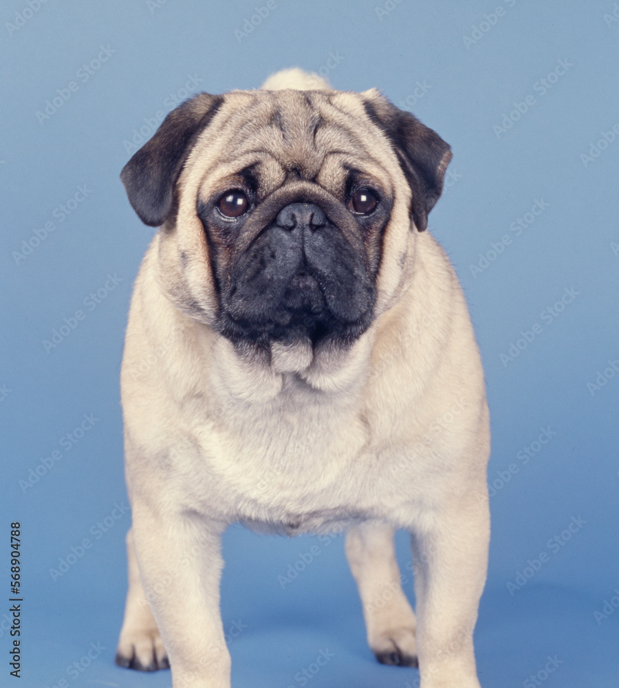 Fototapeta premium Pug standing on blue background