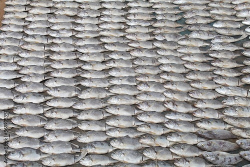 lots of marine dry fish arranged in line HD