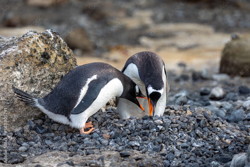 Naklejka premium Gentoo Penguins caring for their nest in Antarctica