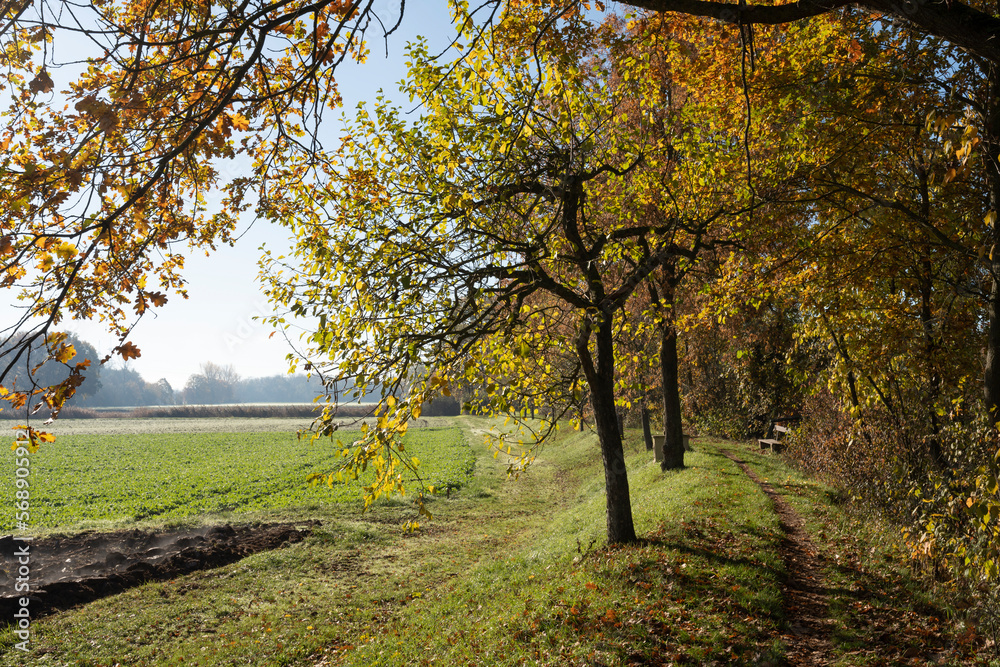 Fototapeta premium Naturschutzgebiet Altmain bei Grafenrheinfeld, Landkreis Schweinfurt, Unterfranken, Franken, Bayern, Deutschland