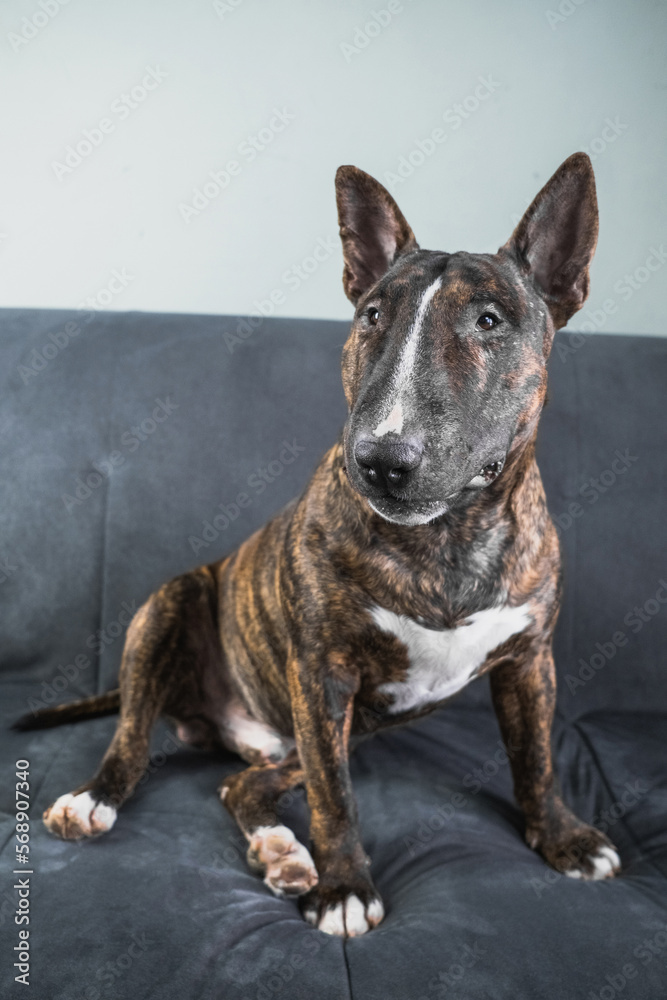 The English Bull Terrier portrait in a brindle color sitting on the couch
