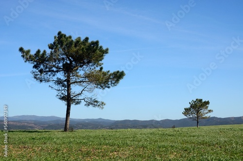 Árbol solitario en Rogil, Algarve