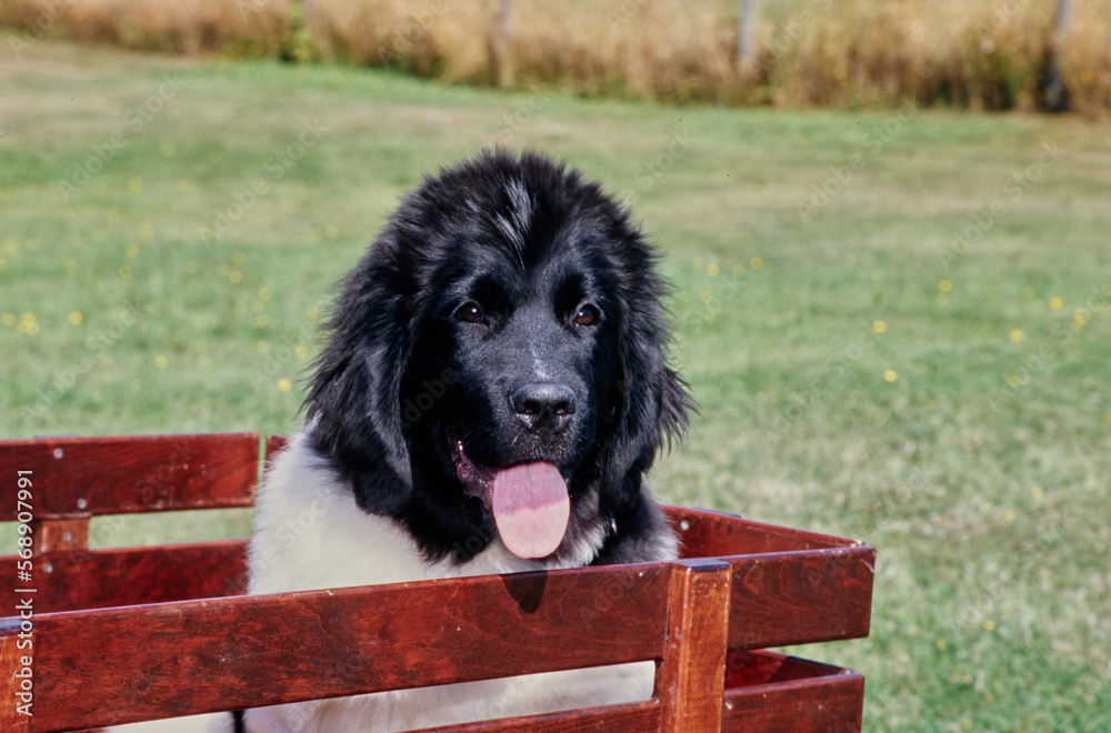 Fototapeta premium Newfoundland sitting in back of wooden farm cart in field with tongue out